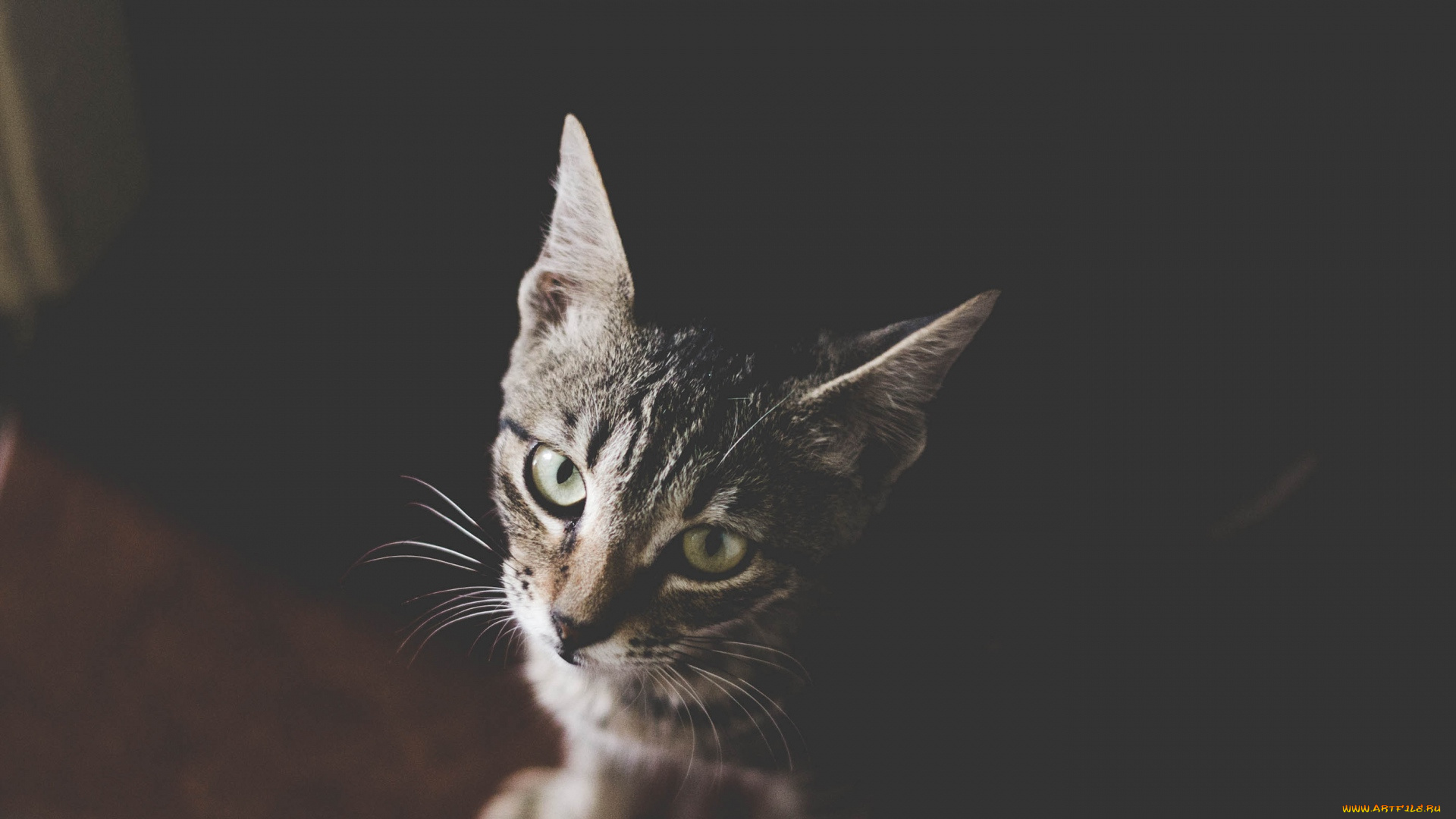 животные, коты, морда