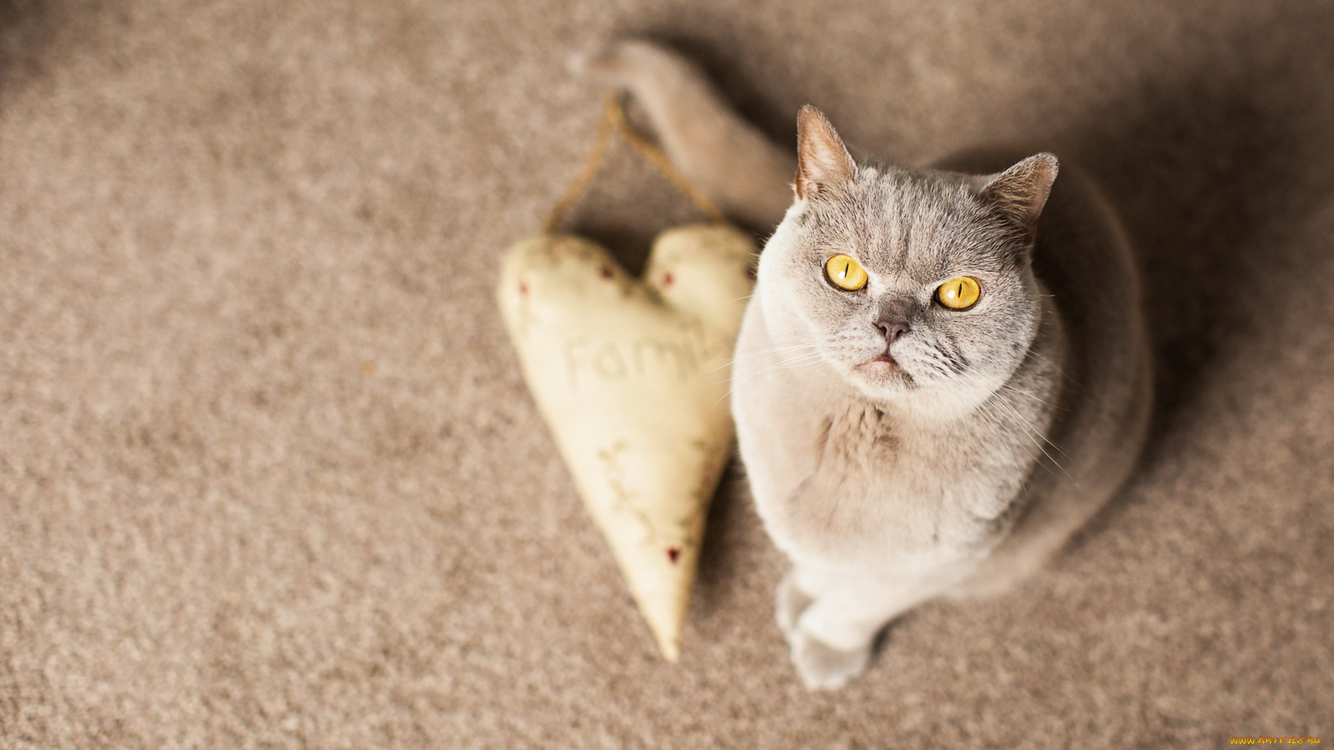 животные, коты, сердце