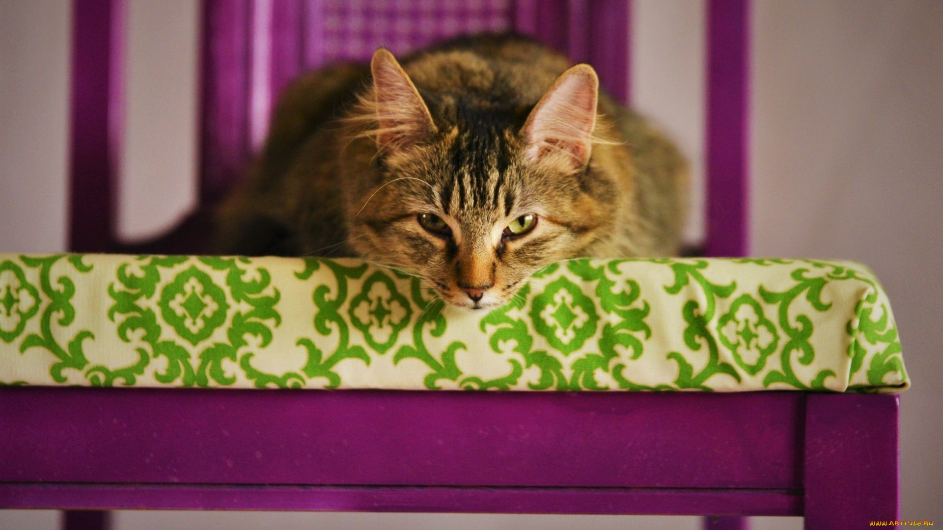 животные, коты, стул