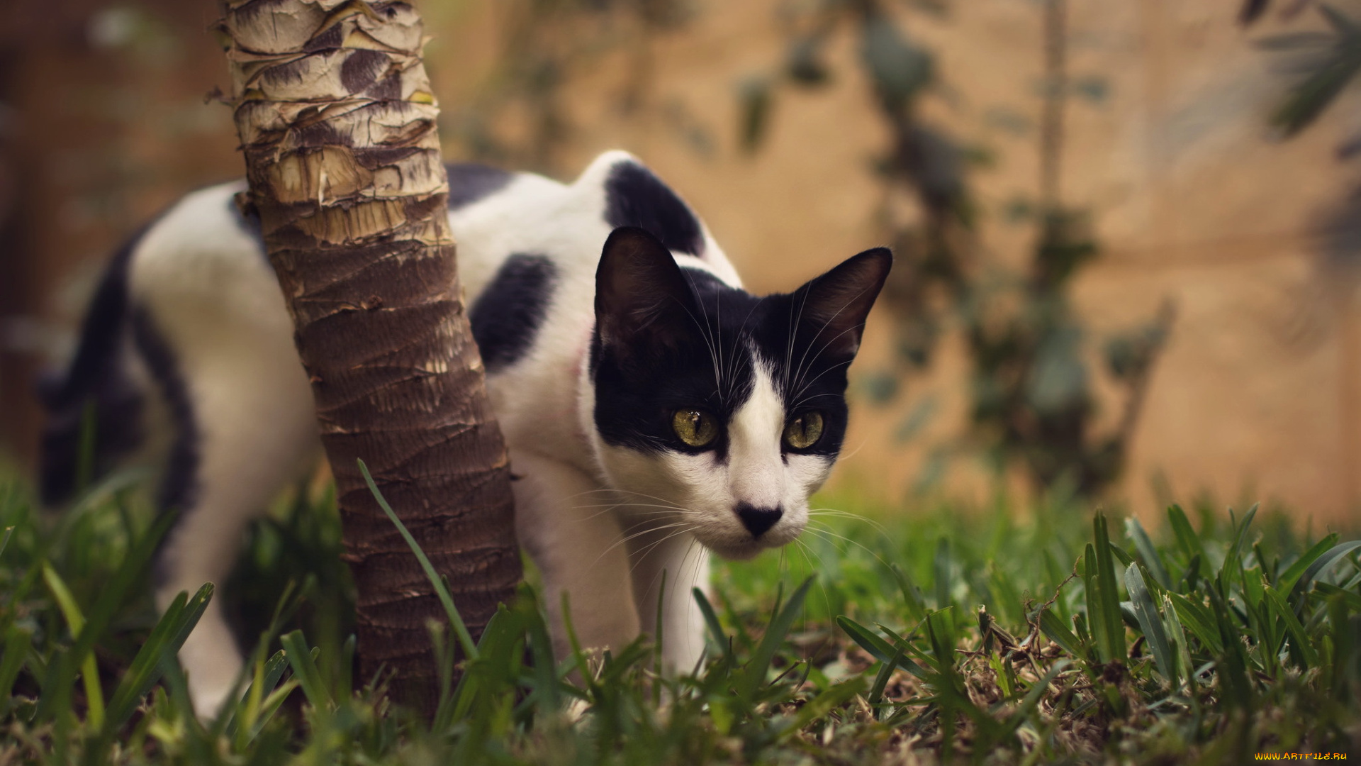 животные, коты, трава