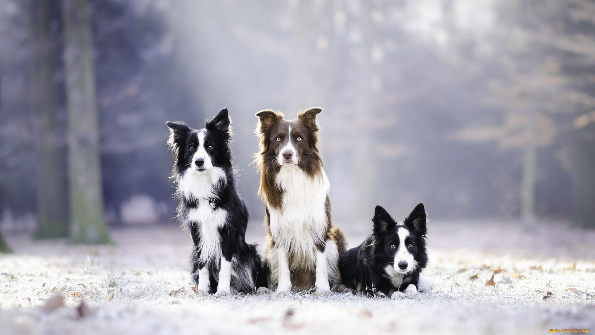 животные, собаки, трое, снег