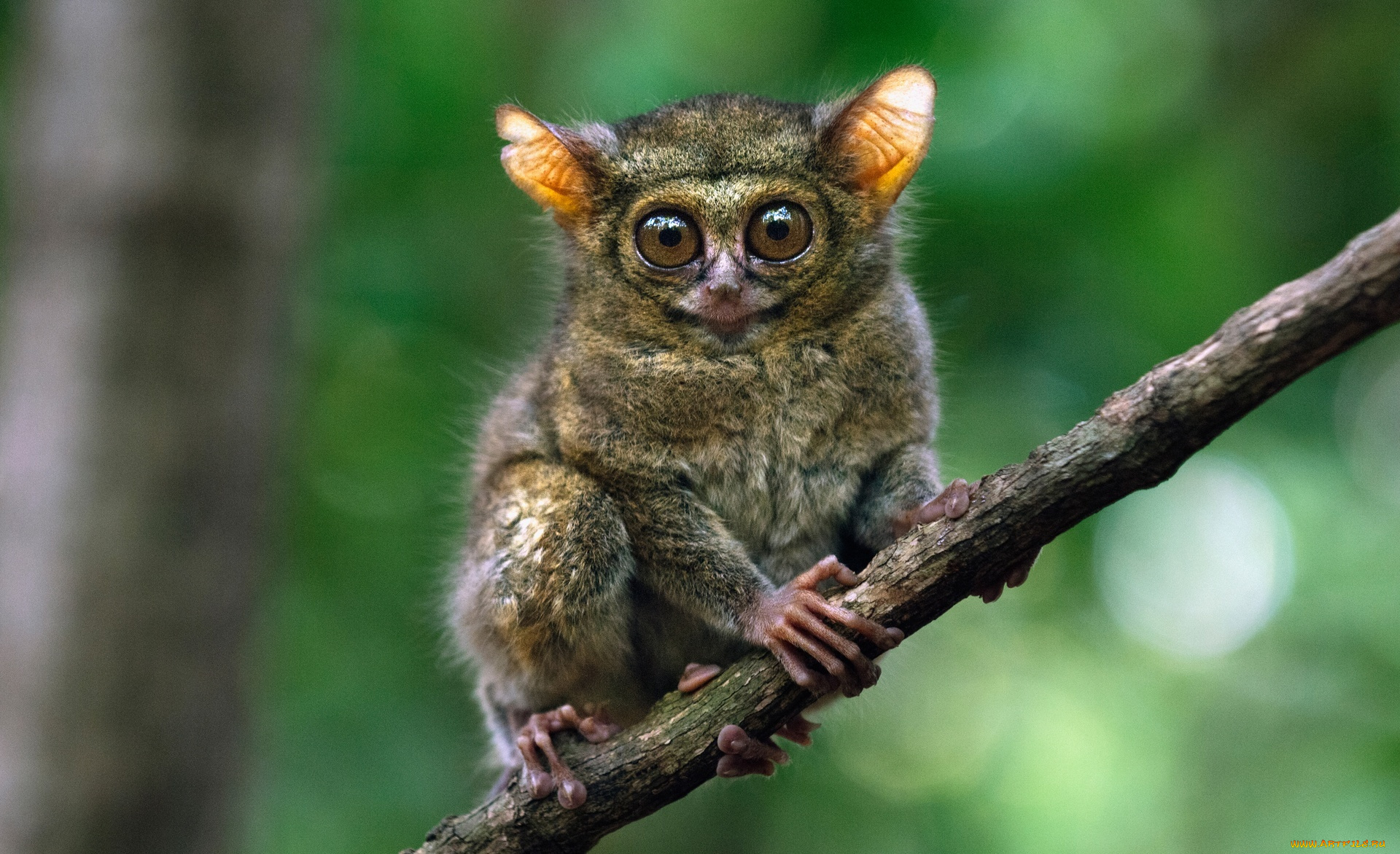 животные, долгопяты, лемур, долгопят, ветка