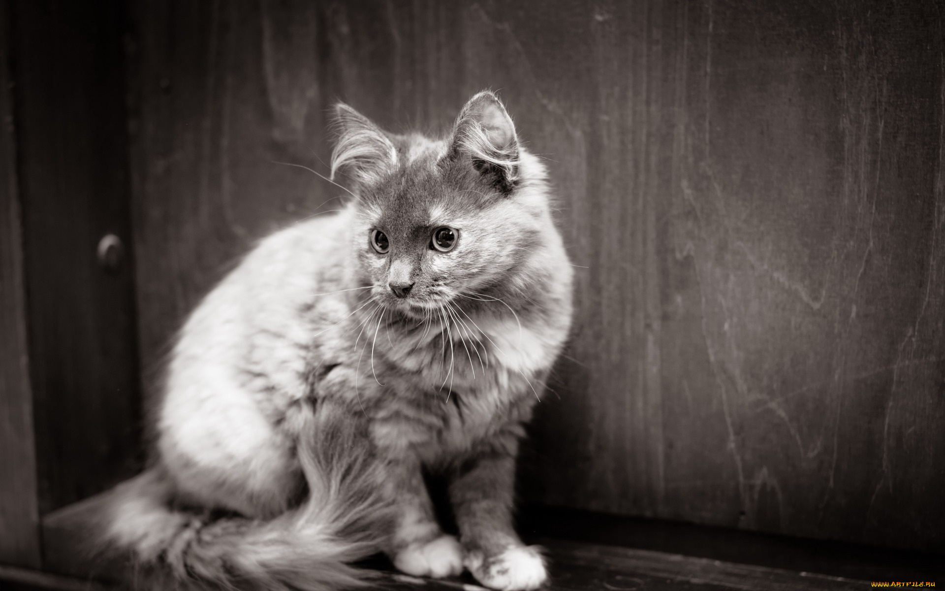 животные, коты, черно-белое, фото