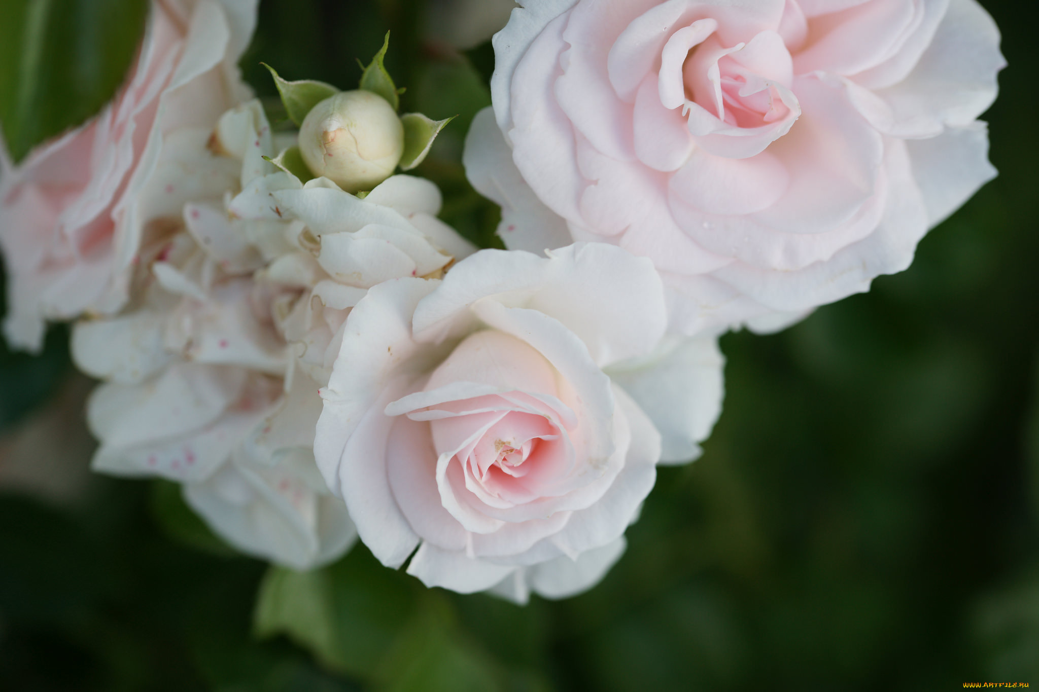 цветы, розы, лепестки, роза, листья, бутон, blossoms, leaves, rose, цветение, bud, petals