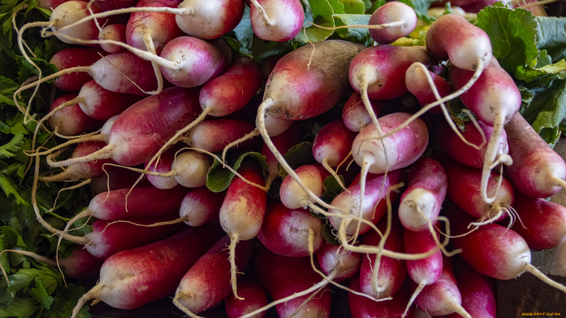 еда, редис, , репа, , редька, много, урожай