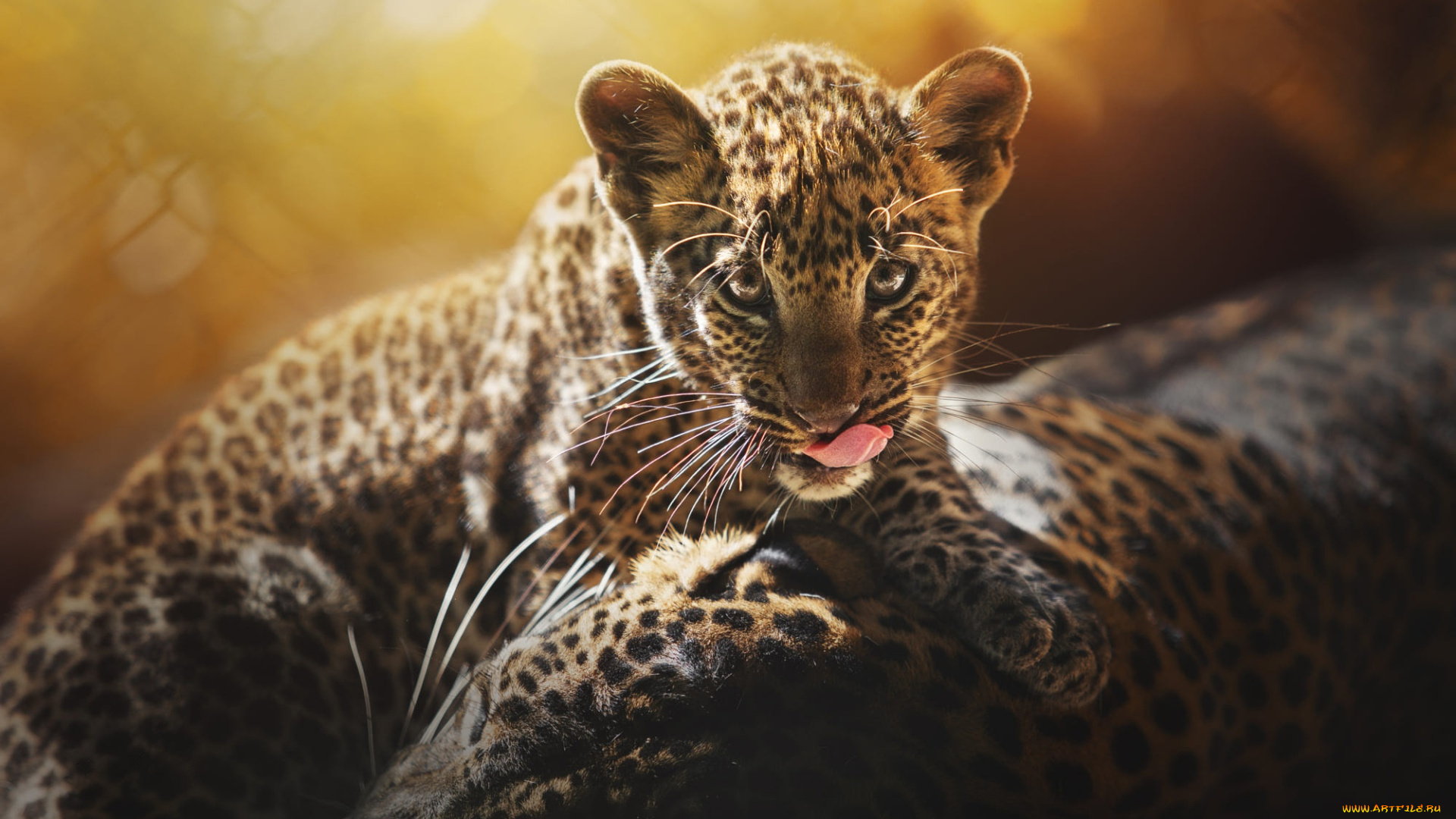 животные, леопарды, леопард