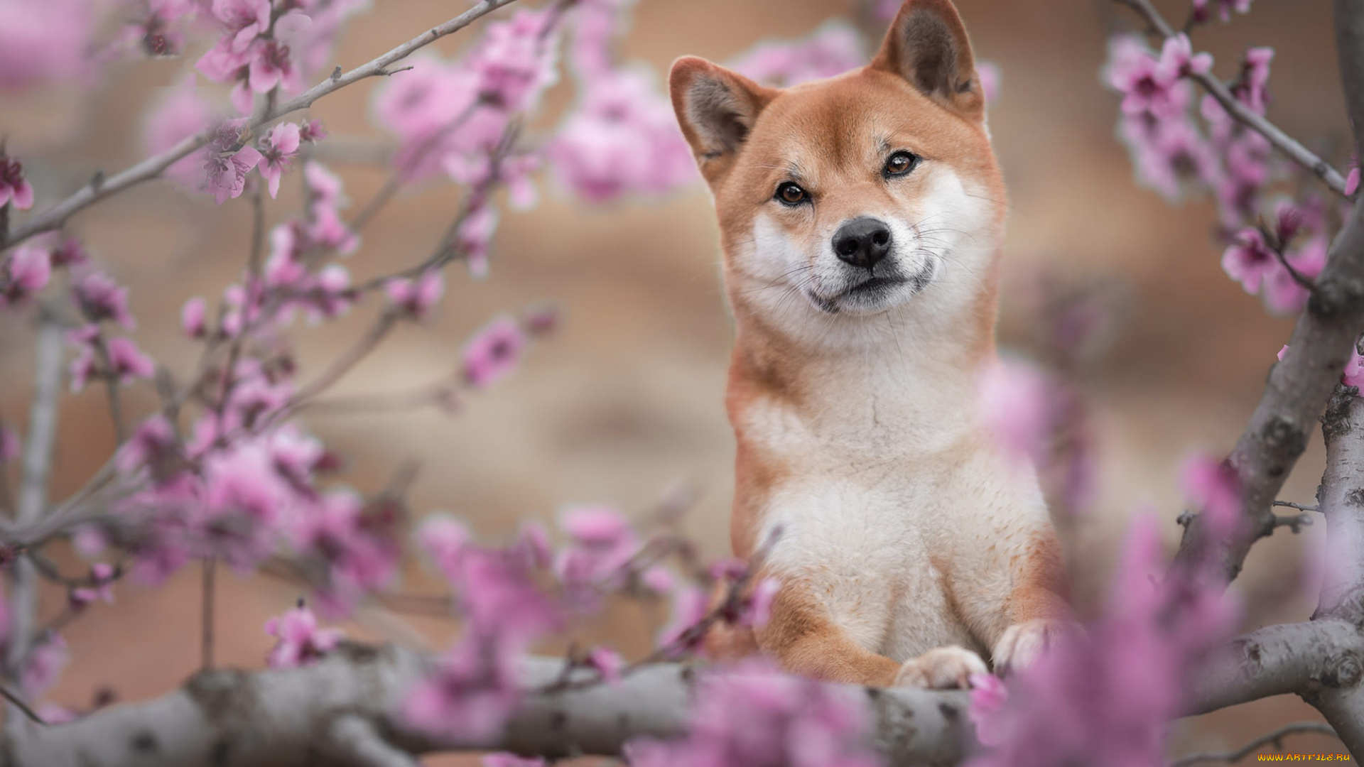 животные, собаки, собака