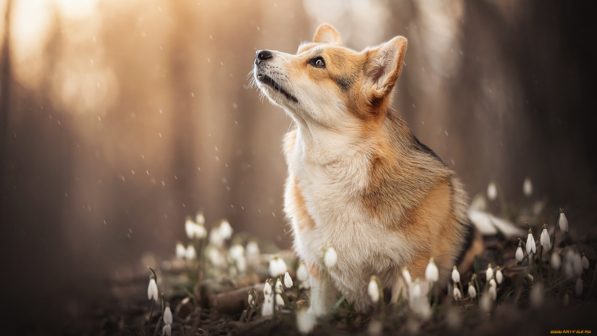 животные, собаки, собака