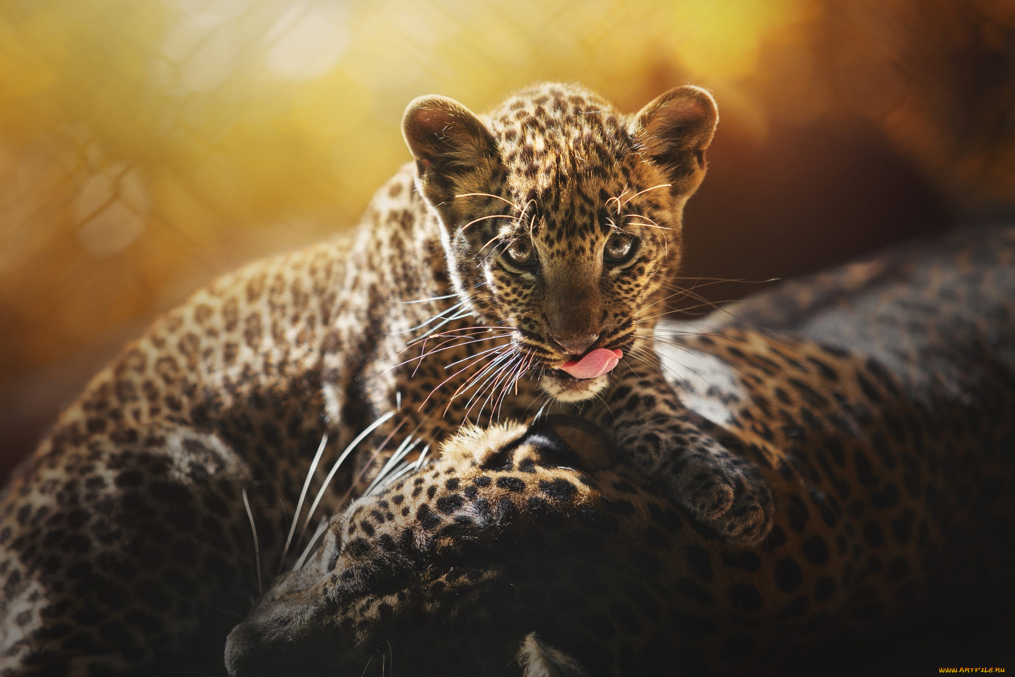 животные, леопарды, леопард