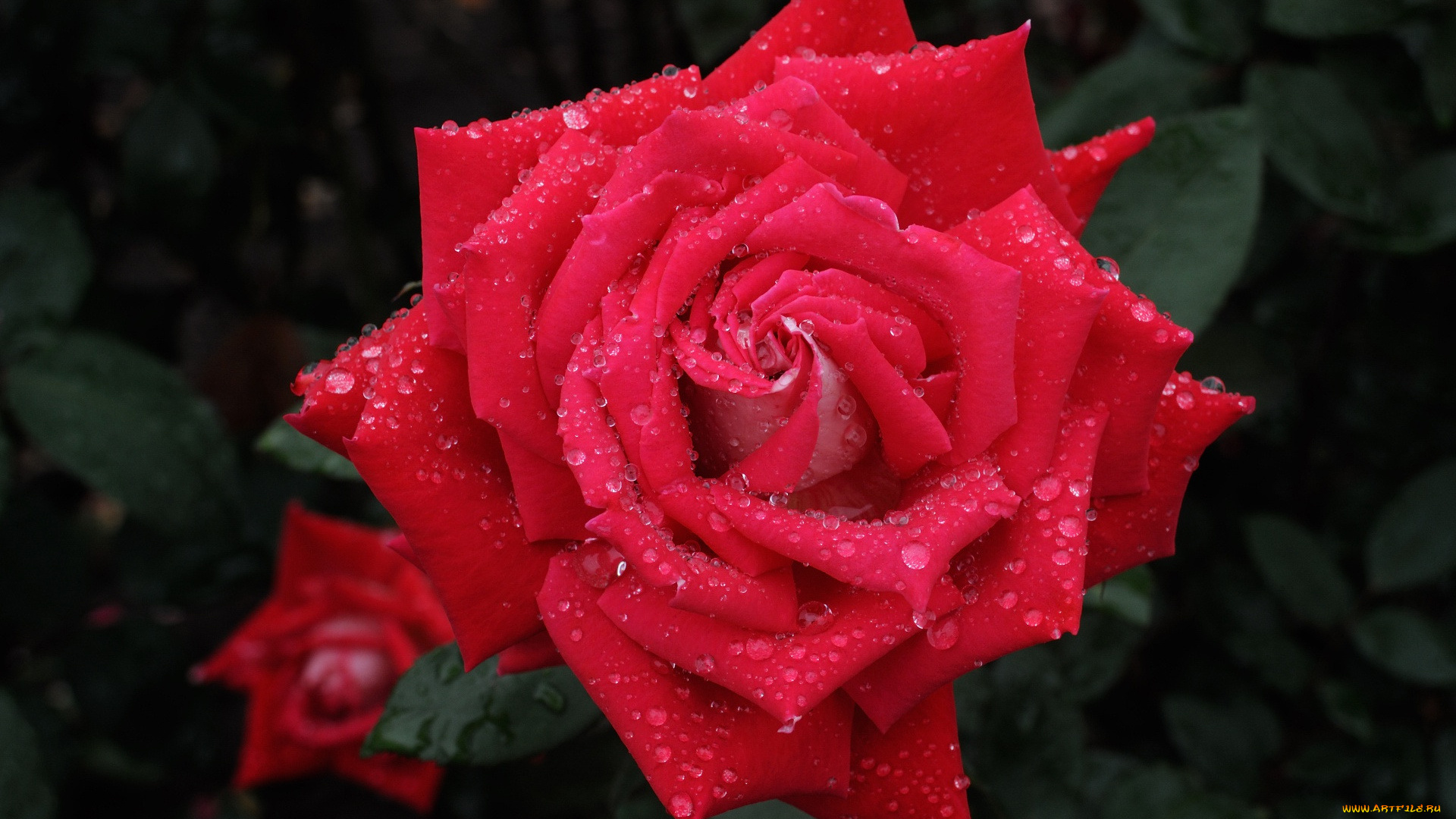 цветы, розы, алая, роза, макро, капли