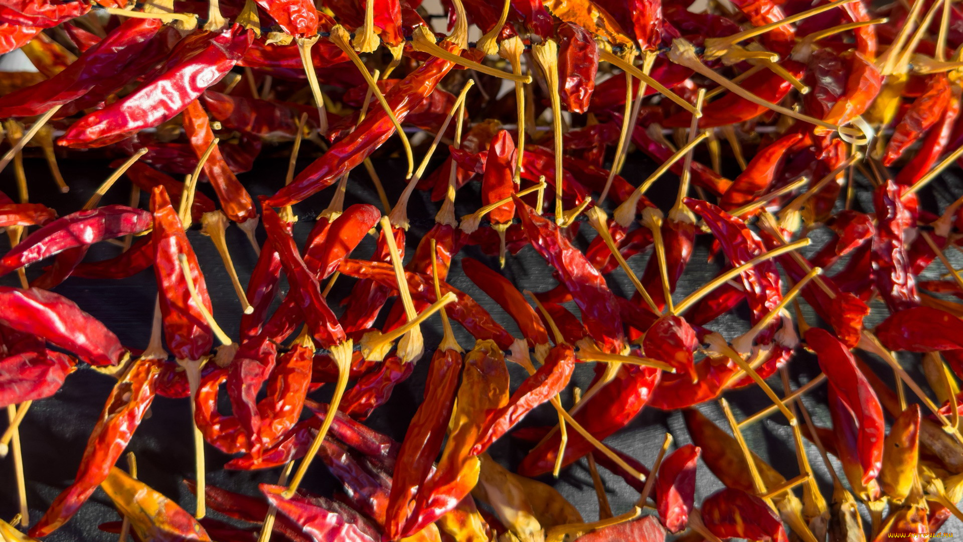 еда, перец, стручки, чили