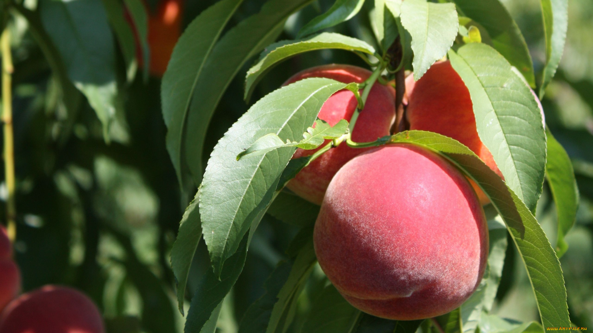 природа, плоды, персики