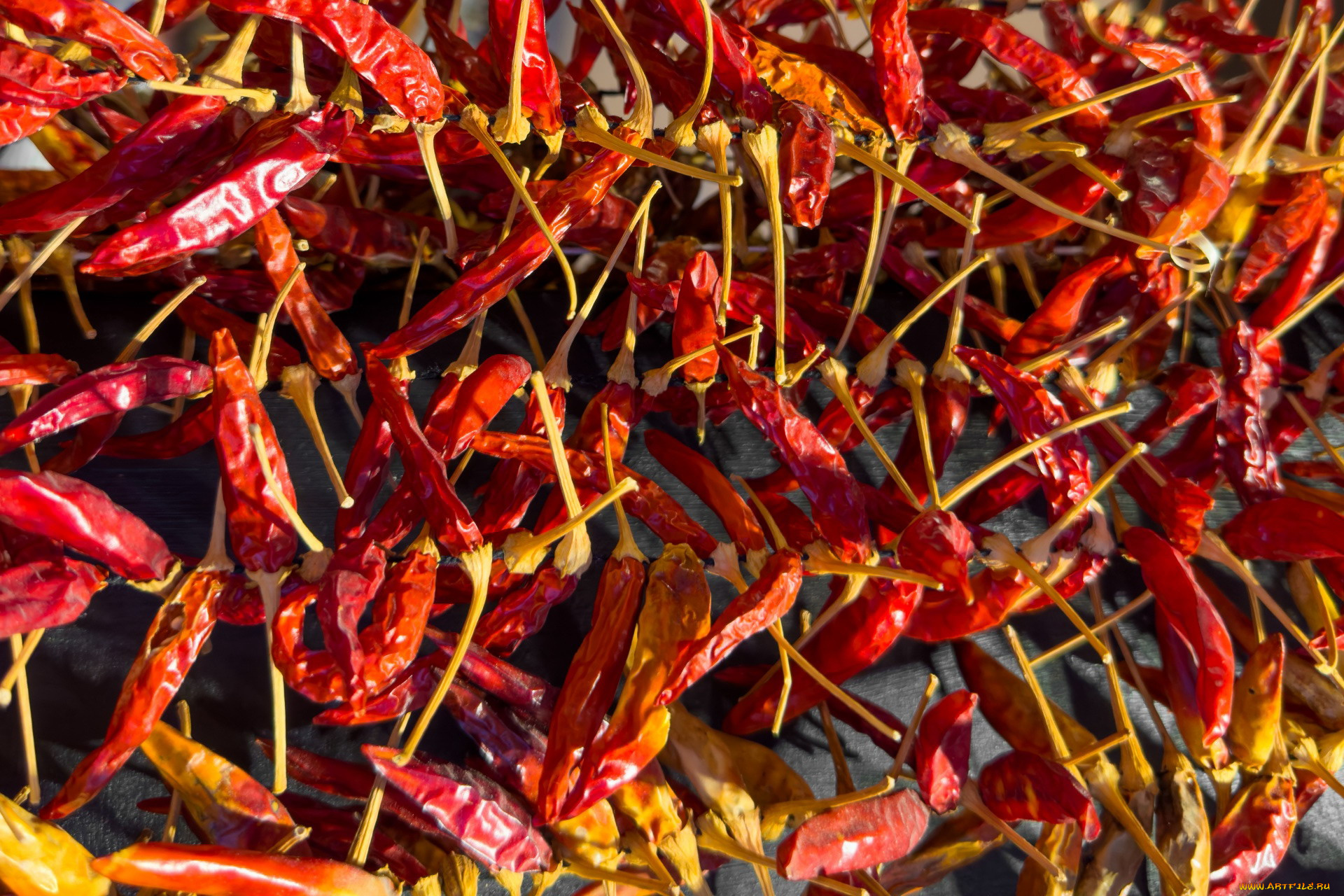 еда, перец, стручки, чили