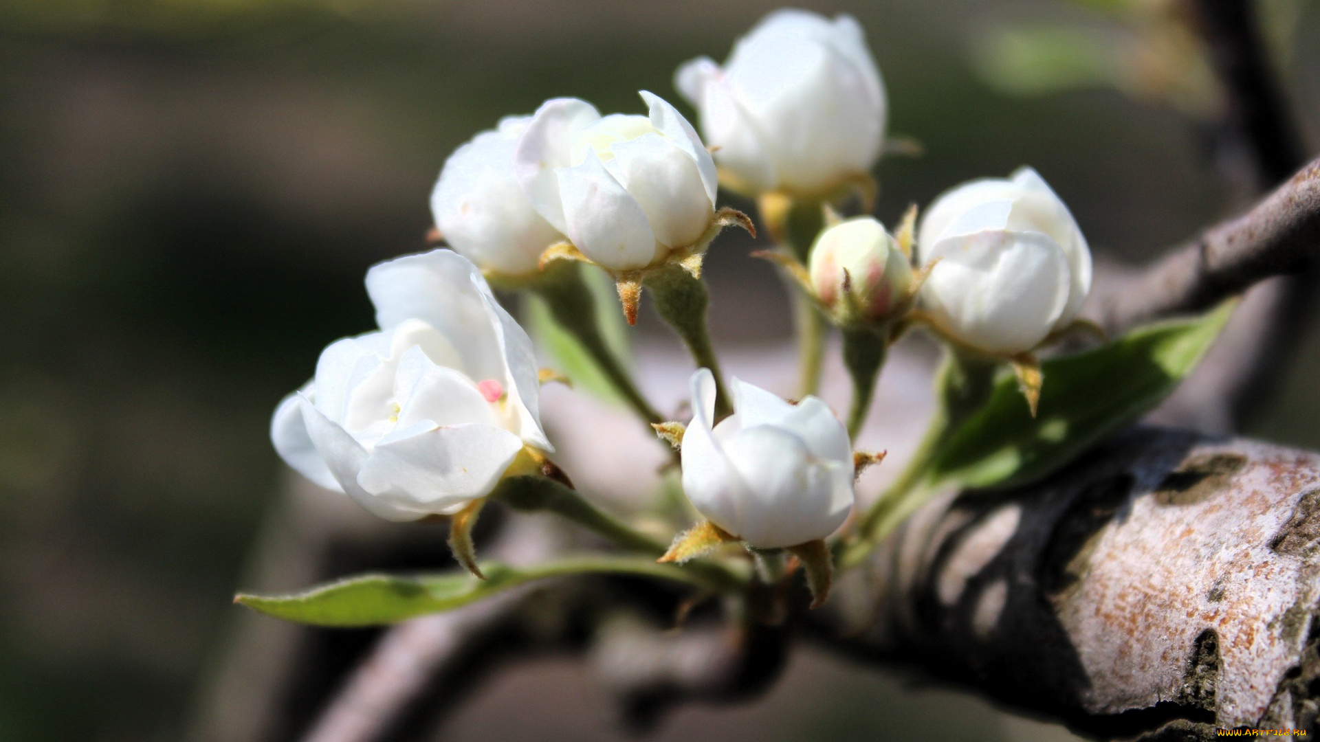цветы, цветущие, деревья, , , кустарники, ветка, дерево, цветение