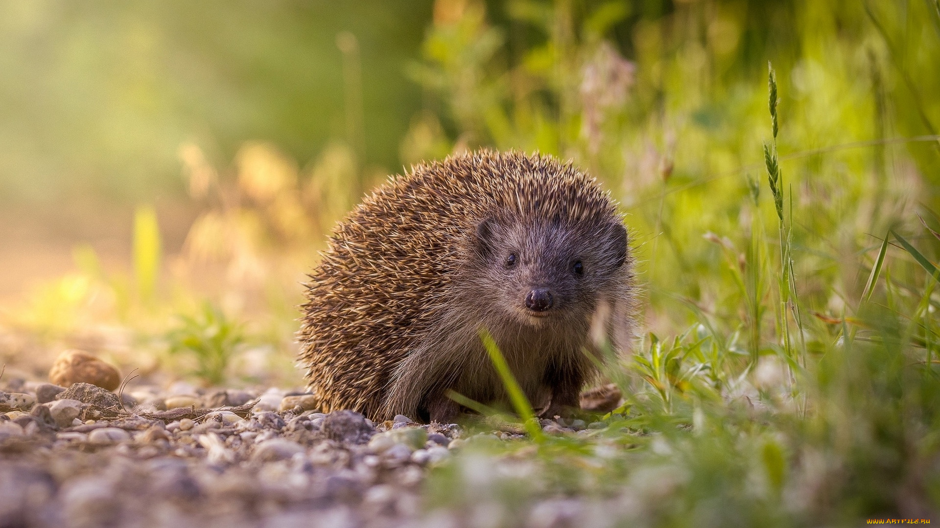 животные, ежи, ёж