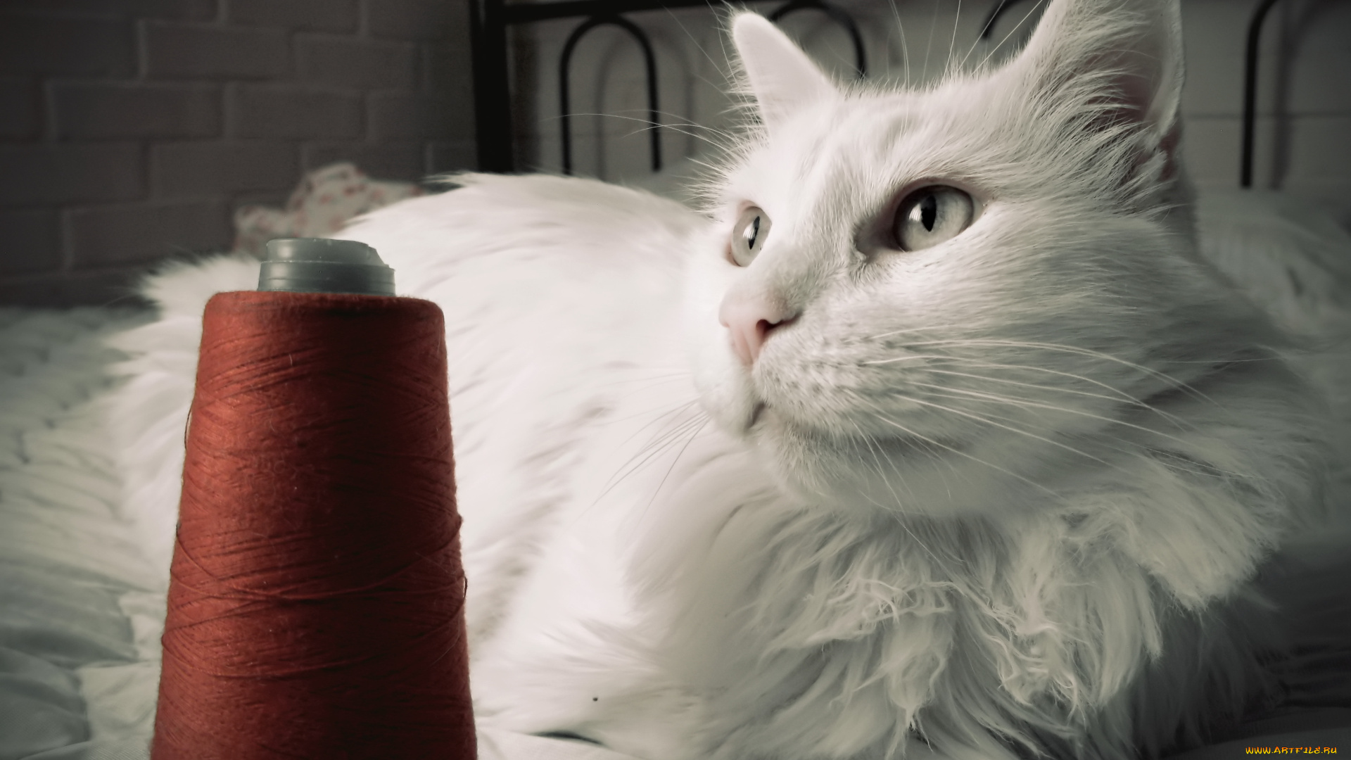 животные, коты, кот, кошка