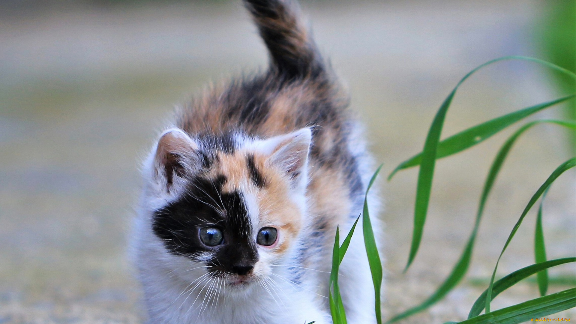 животные, коты, кот, кошка