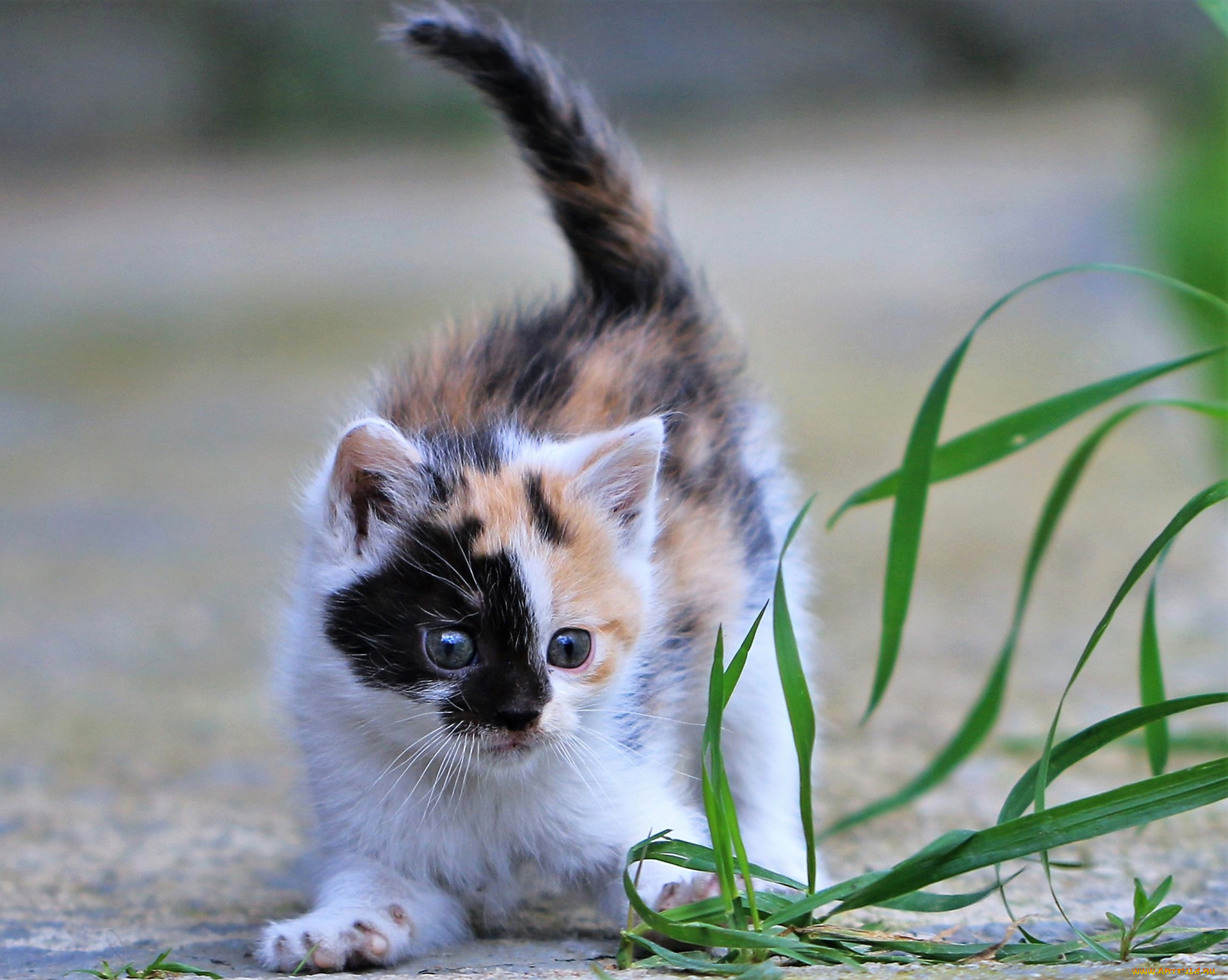 животные, коты, кот, кошка