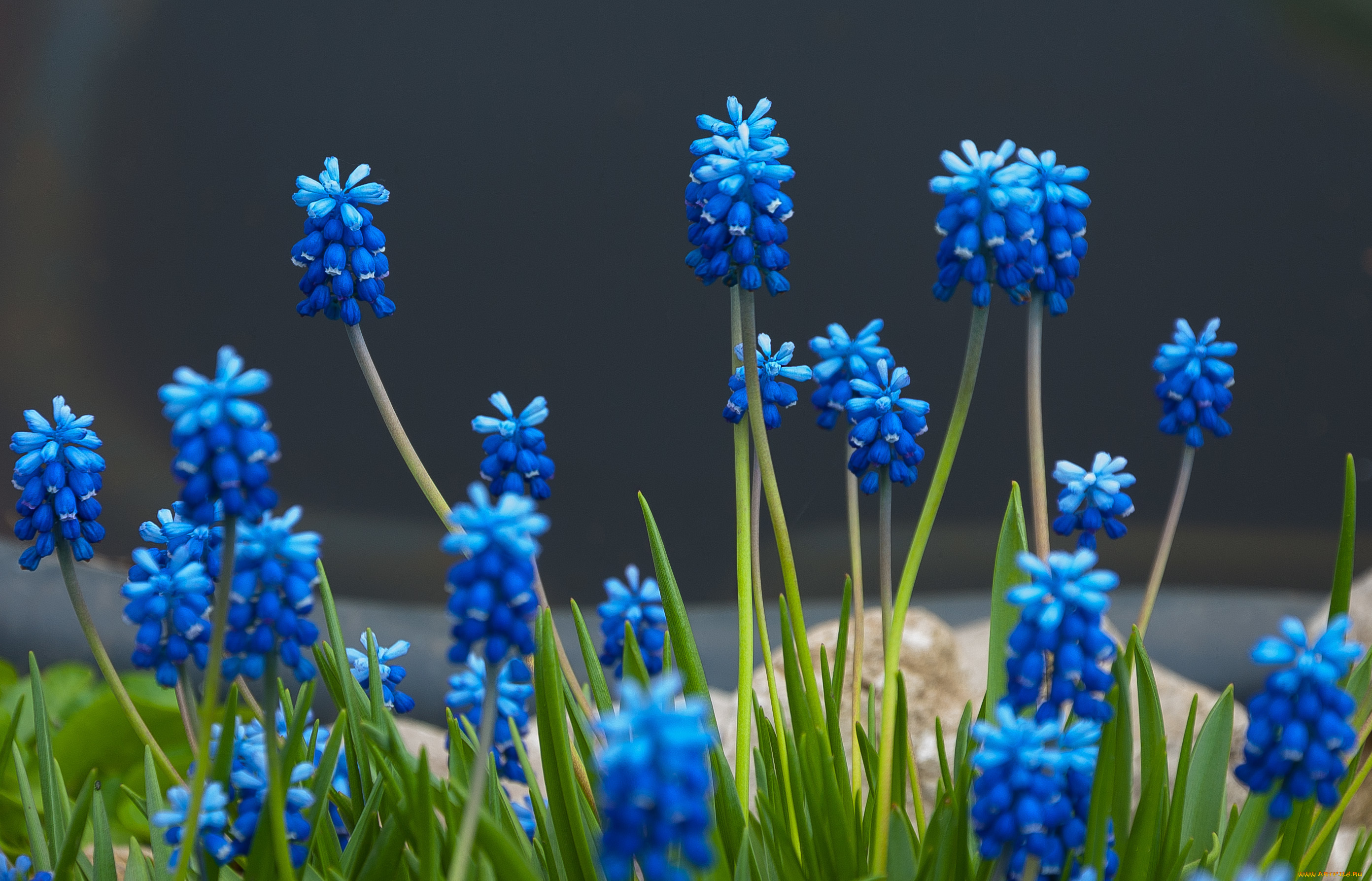 цветы, мускари