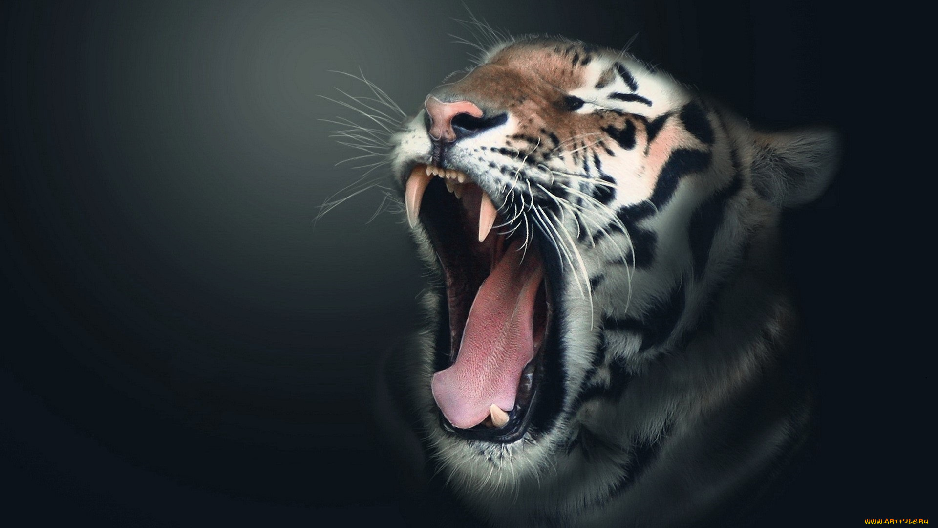 разное, компьютерный, дизайн, тигр, голова, зевок, клыки