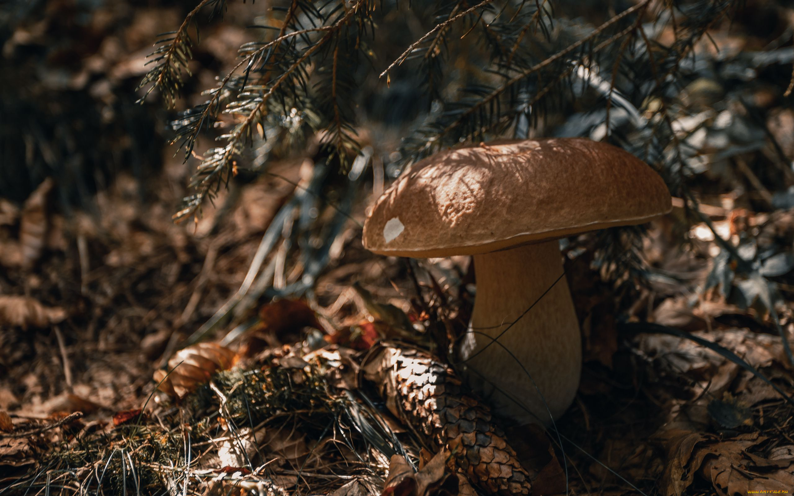 природа, грибы, боровик