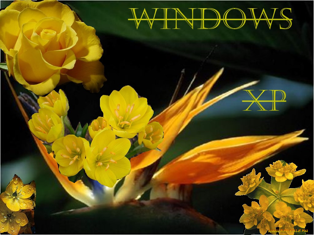 life, компьютеры, windows, xp