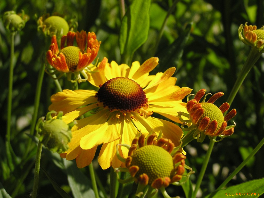 цветы, гайлардии, гелениумы