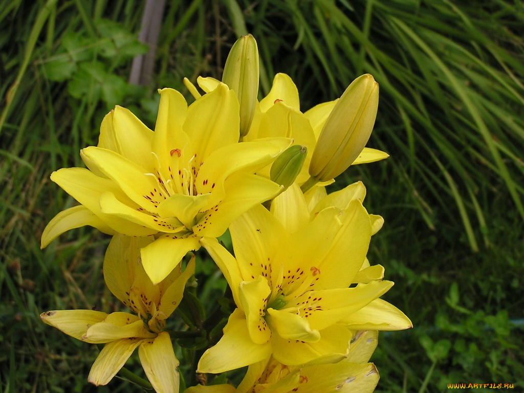 цветы, лилии, лилейники