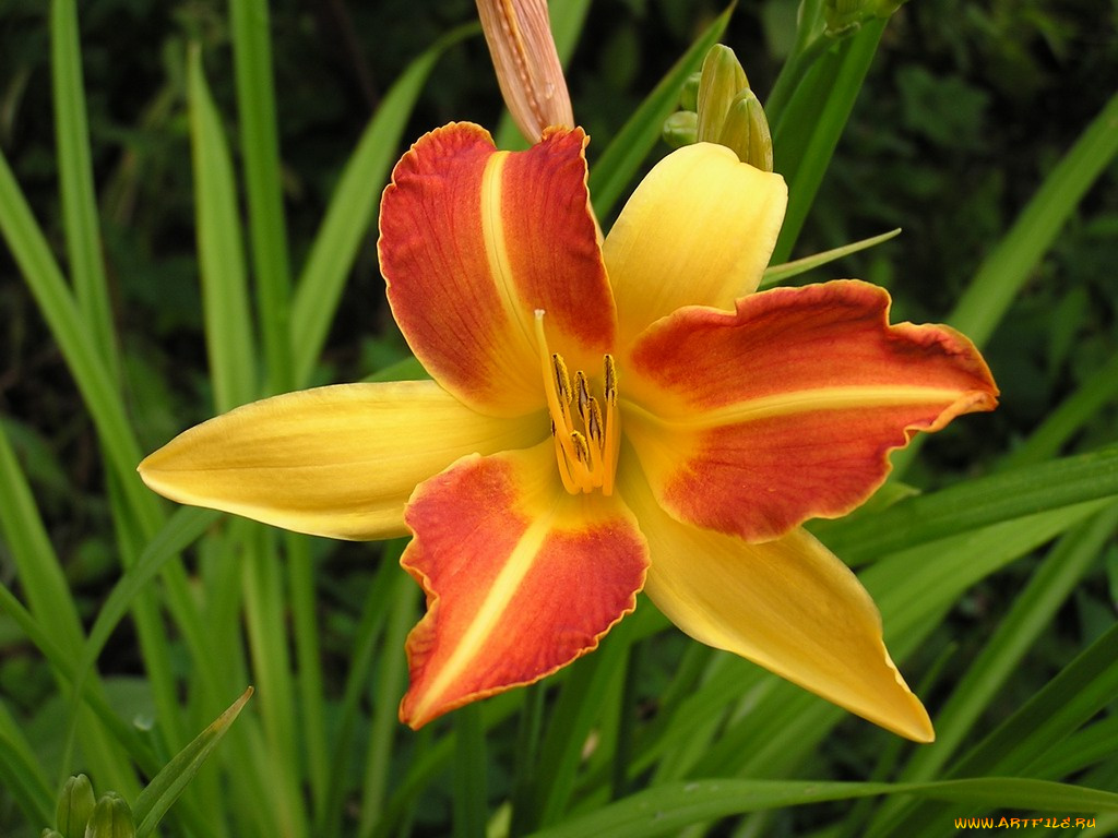 цветы, лилии, лилейники