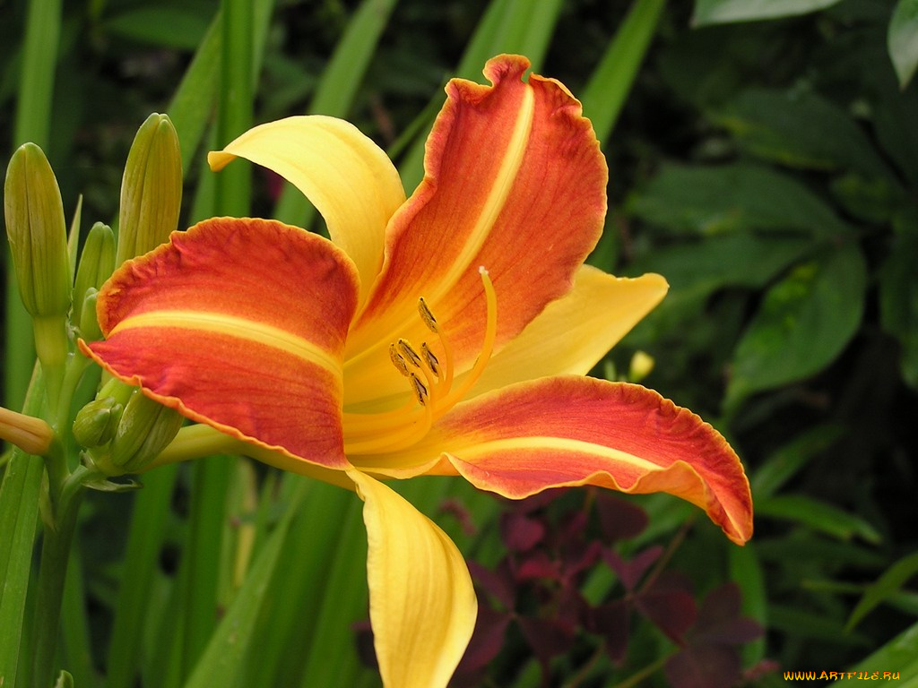 цветы, лилии, лилейники