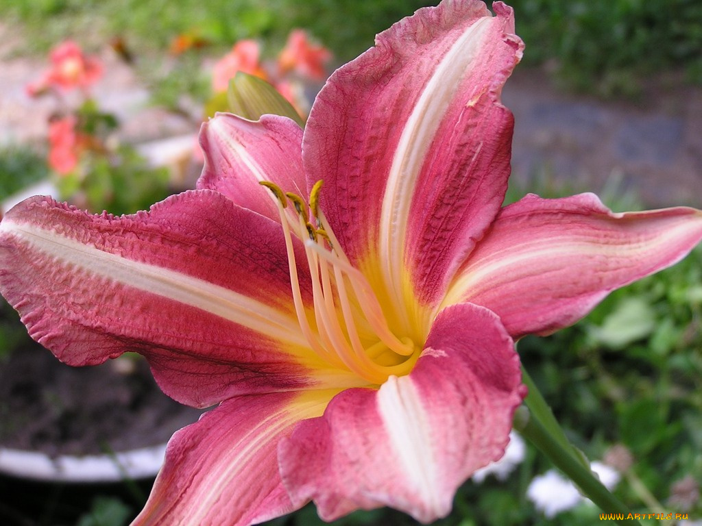 цветы, лилии, лилейники