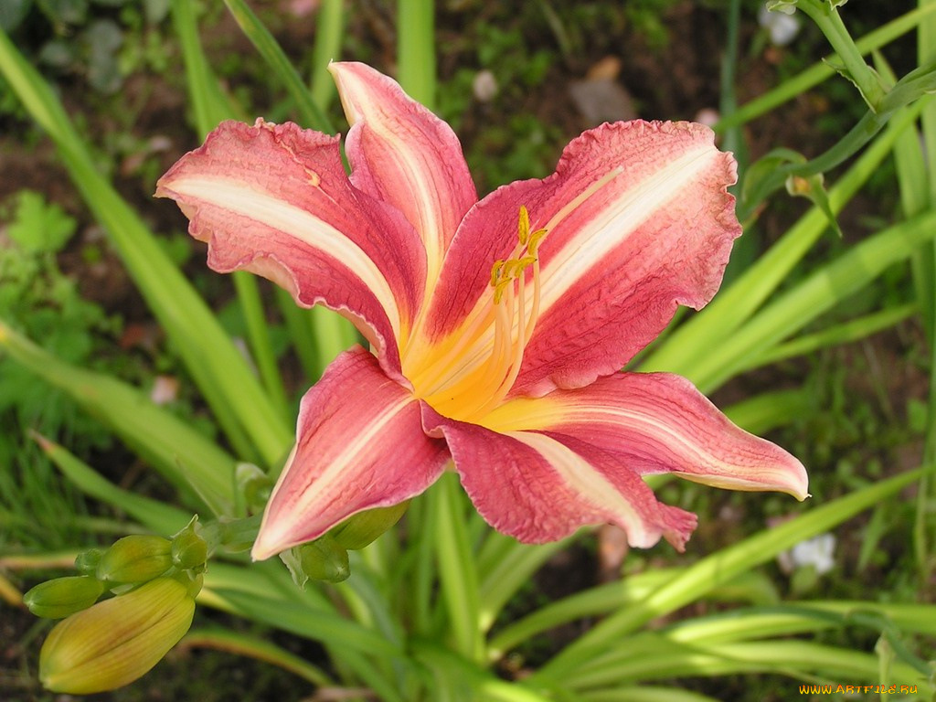 цветы, лилии, лилейники