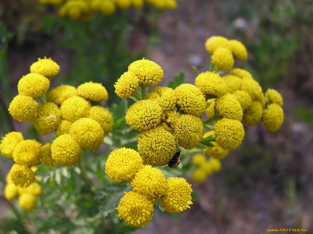 цветы, луговые, полевые