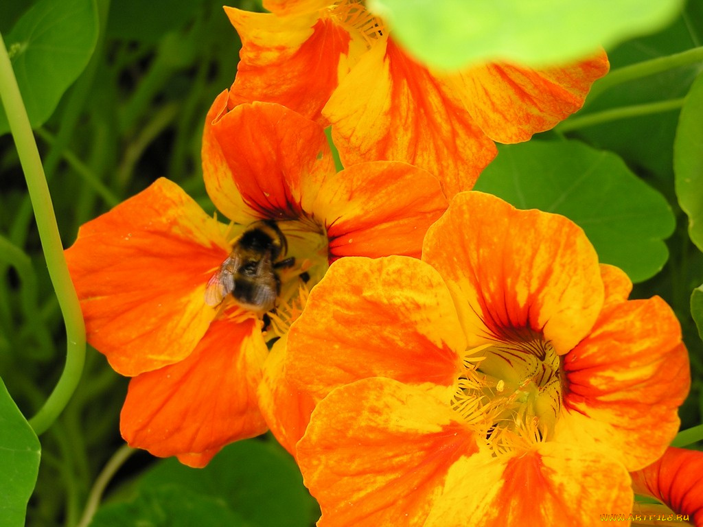 цветы, настурции