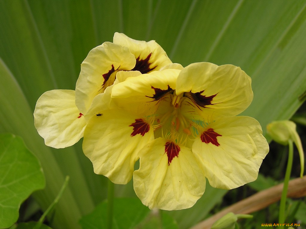 цветы, настурции