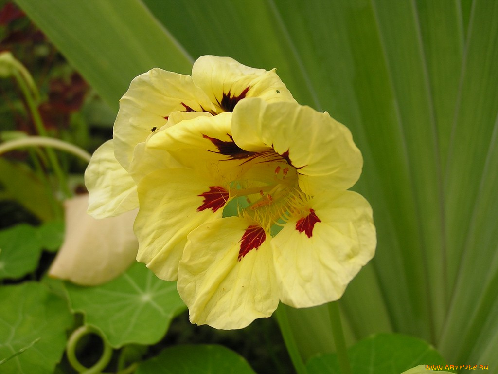 цветы, настурции