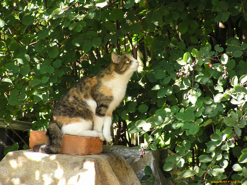 животные, коты