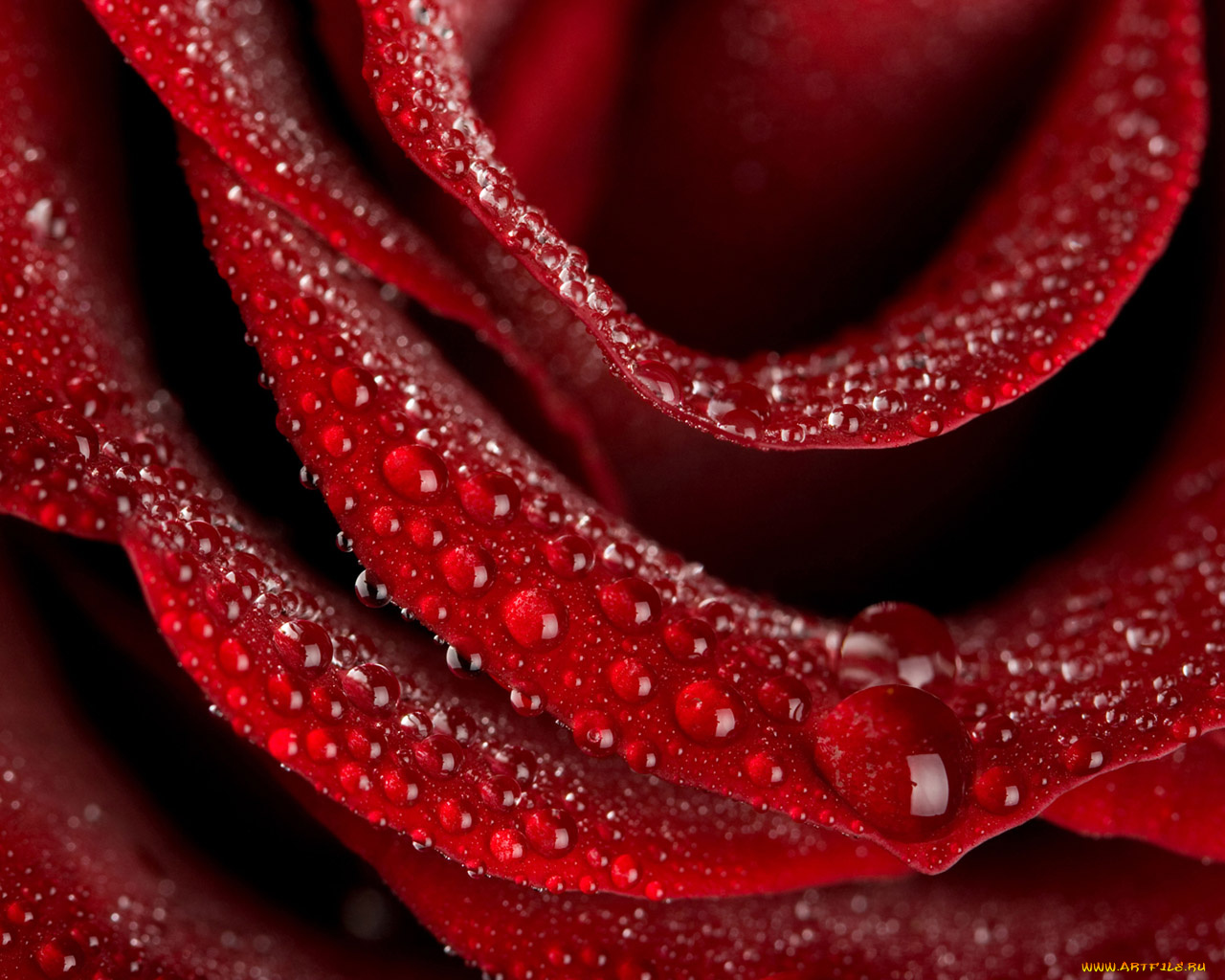 цветы, розы