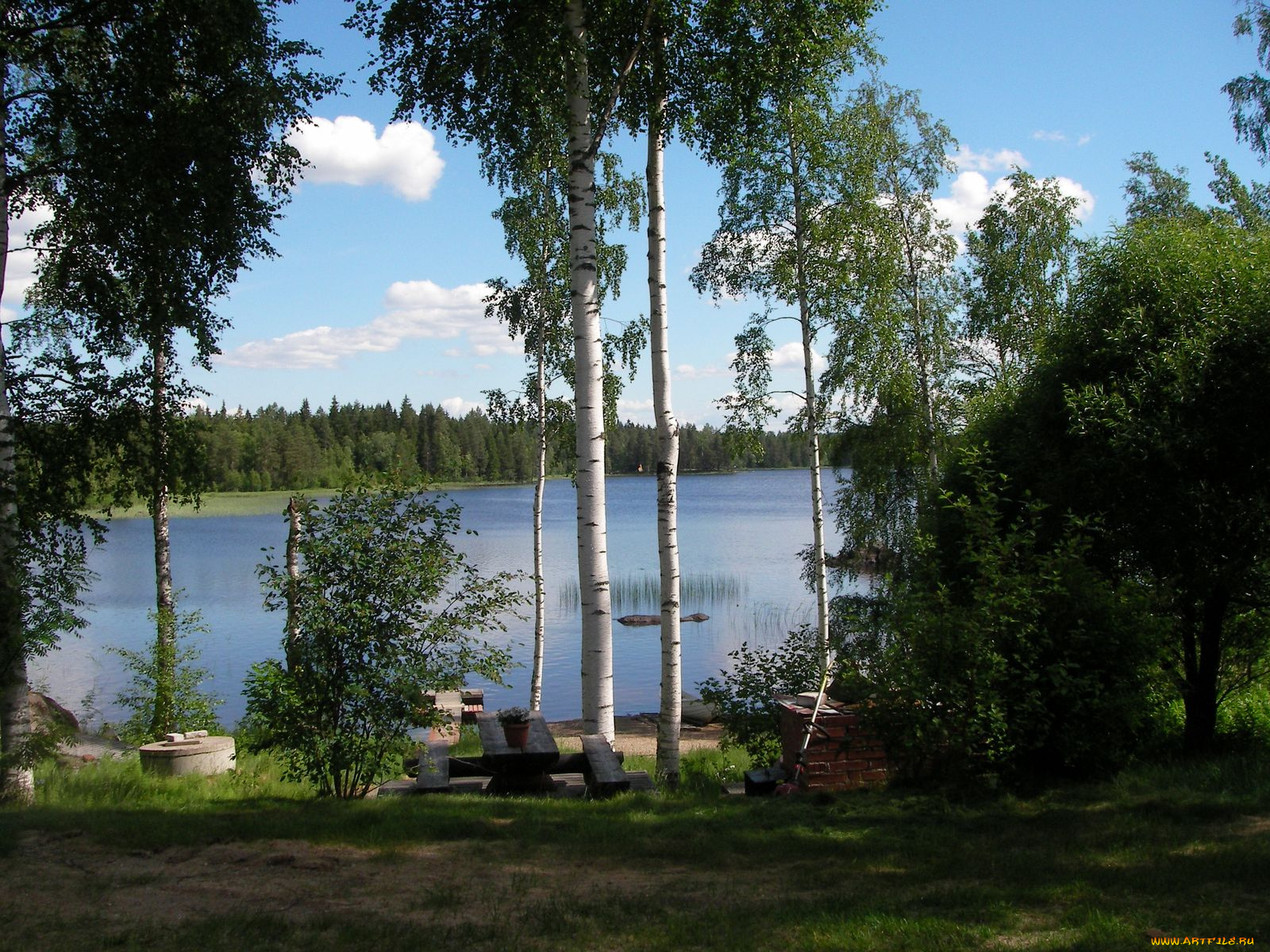 природа, реки, озера, река, береза