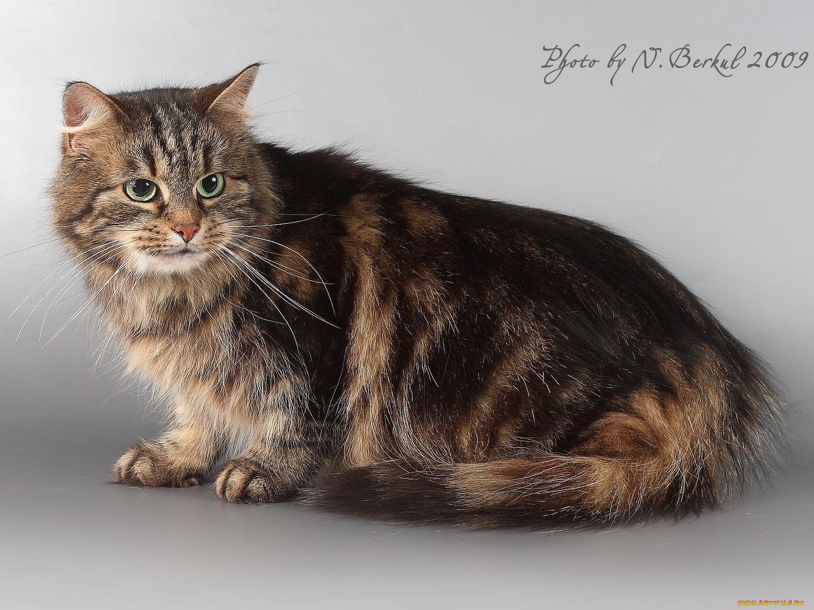 животные, коты