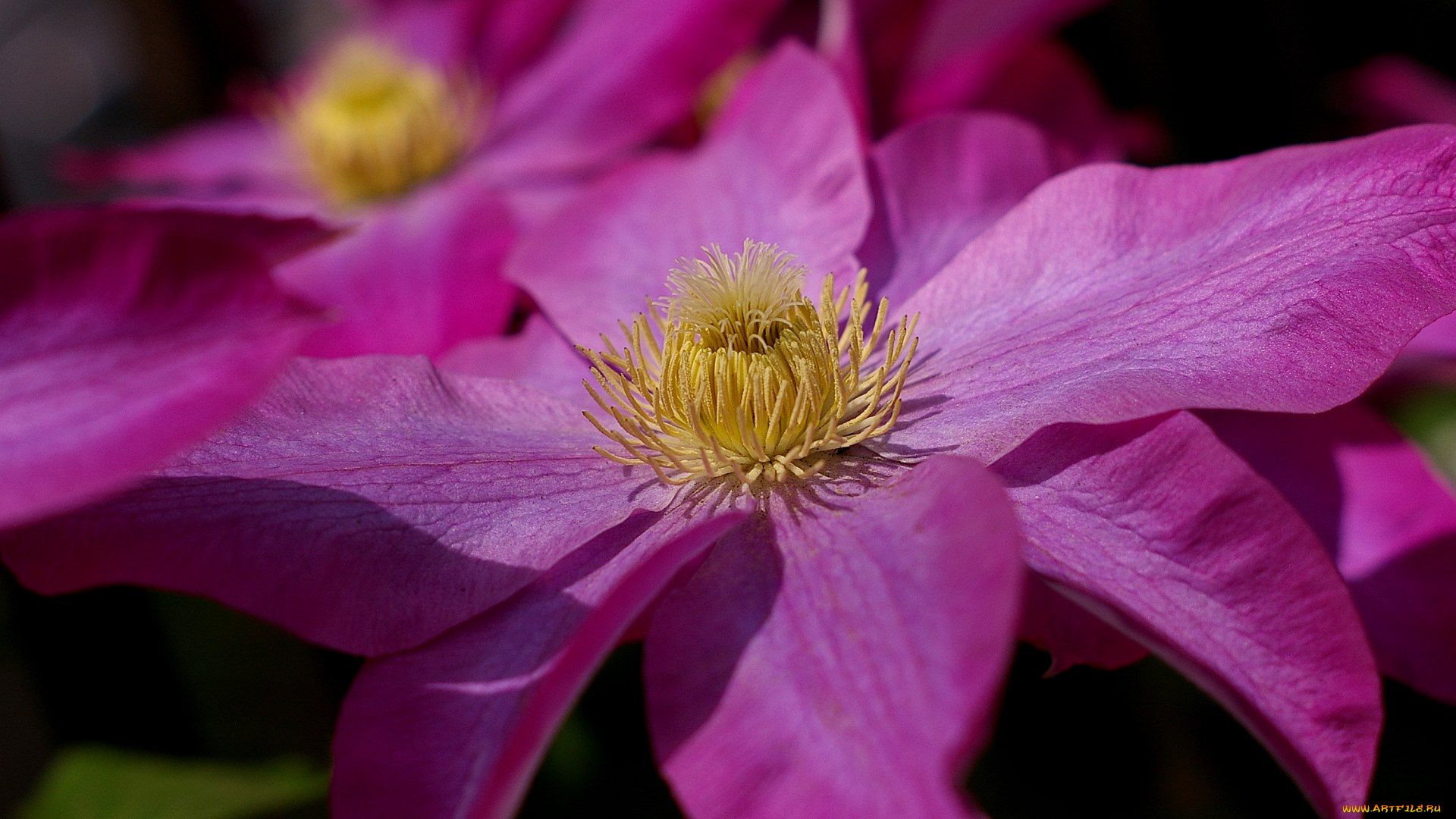 цветы, клематис, ломонос, тычинка