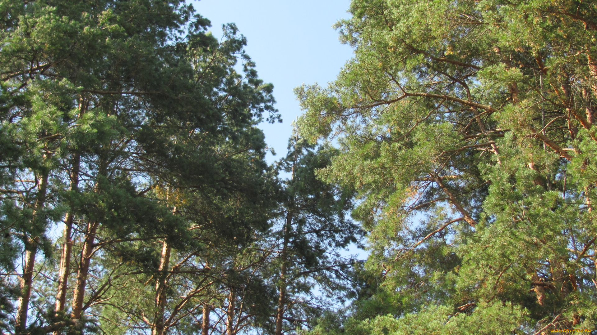 природа, деревья, сосны, высокие, небо