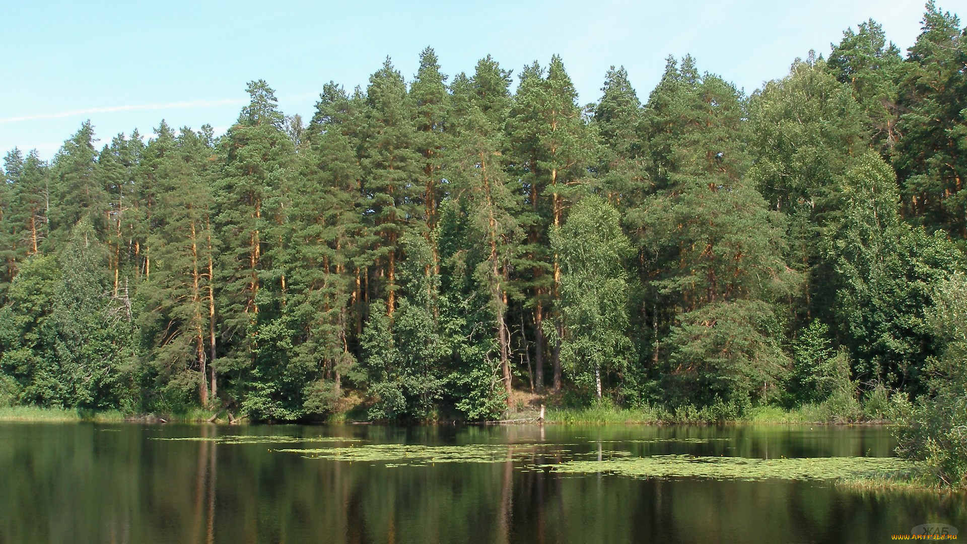 природа, лес, берег