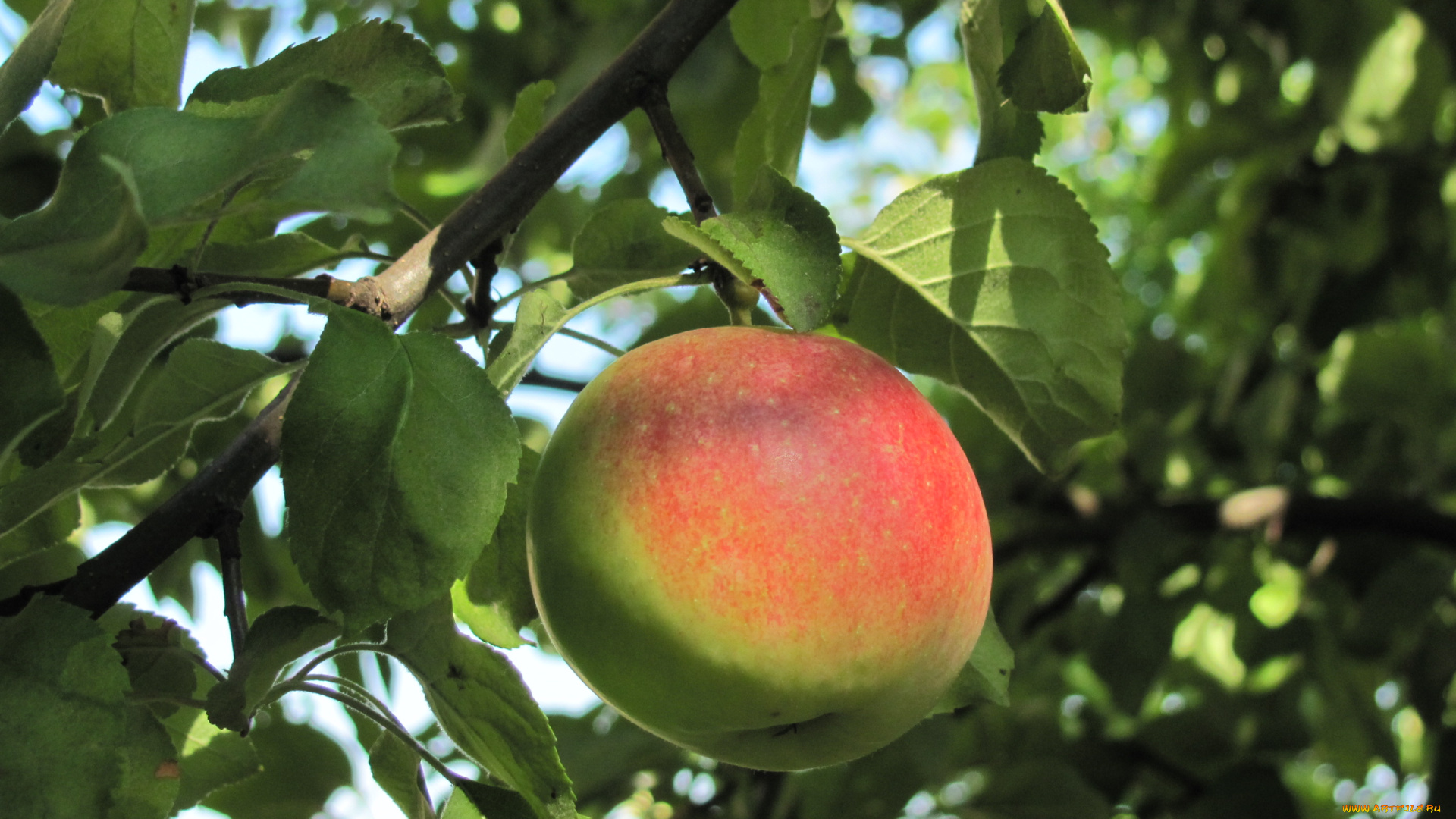 природа, плоды, краснобокое, яблоко, ветка