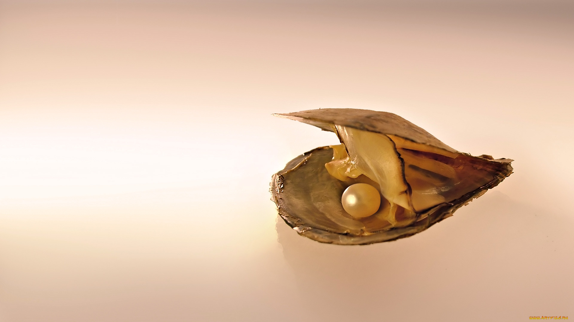 разное, ракушки, кораллы, декоративные, spa, камни, ракушка, жемчуг