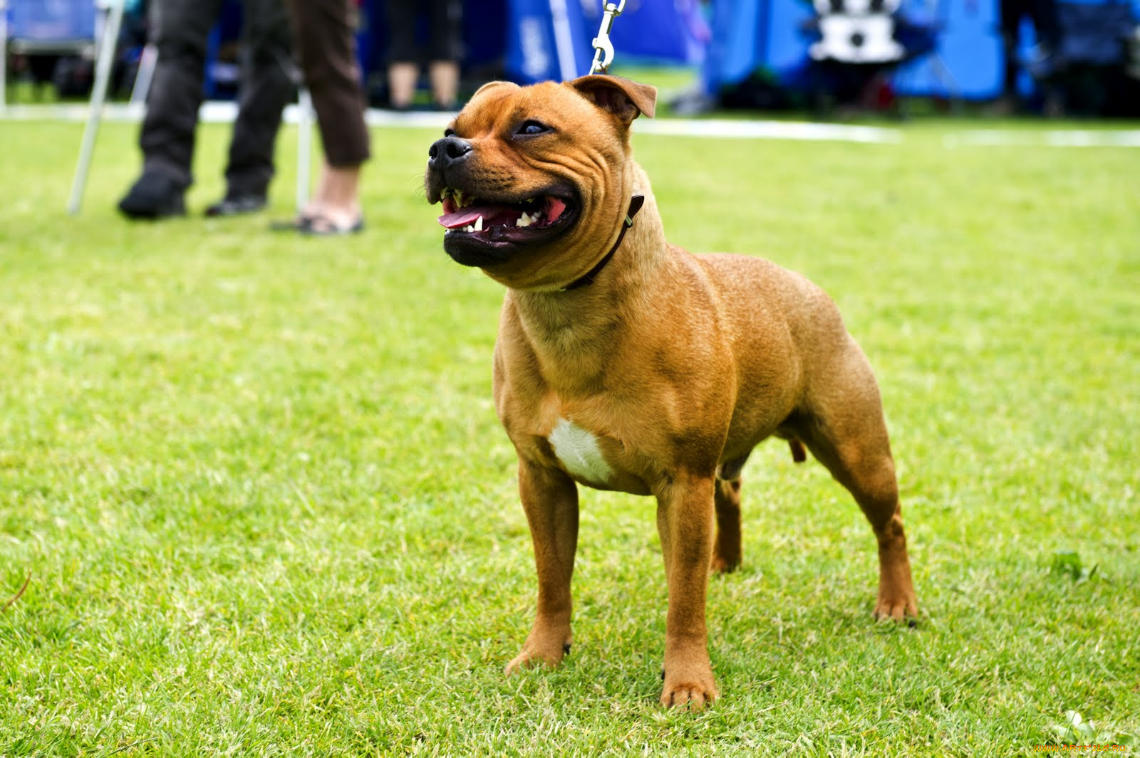 животные, собаки, собака