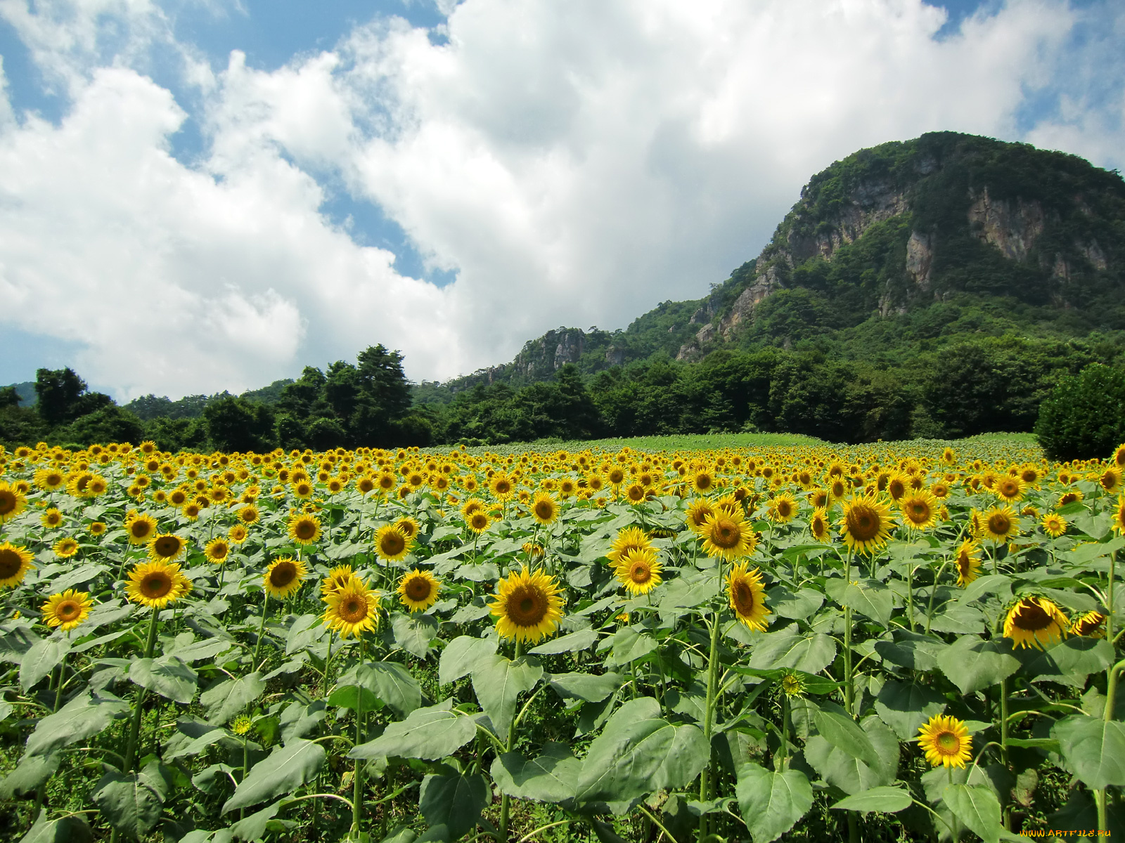 цветы, подсолнухи