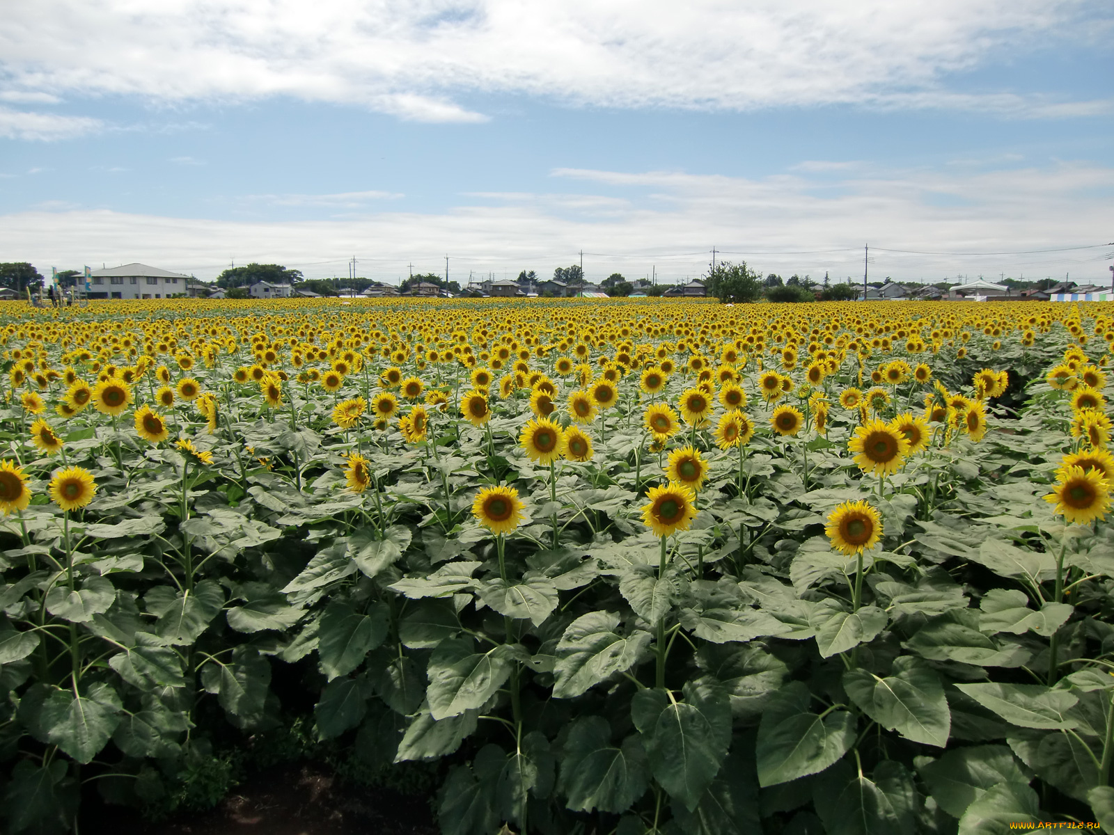 цветы, подсолнухи