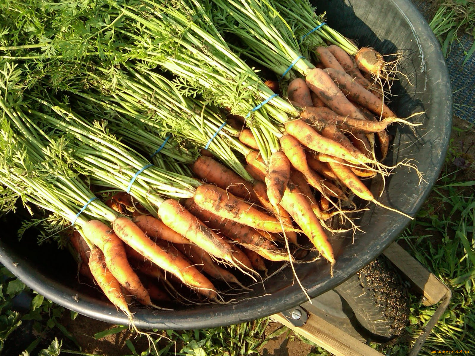 еда, морковь