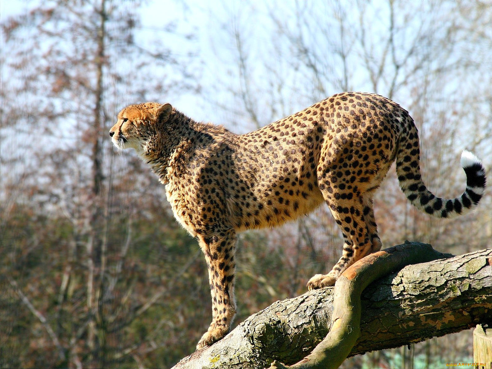 животные, гепарды, грация, осанка